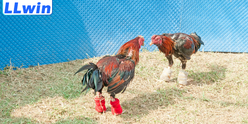 Cách Đọc Kèo Đá Gà Chuẩn Xác Từ A–Z Cho Người Mới 4 Sai lầm cần tránh khi phân tích kèo đá gà