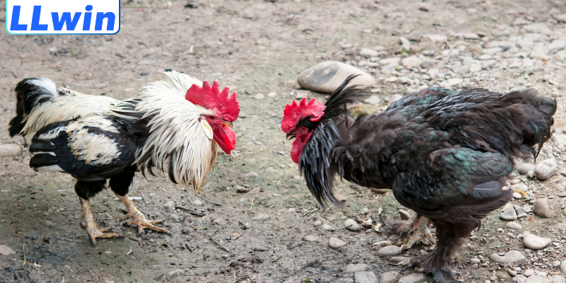 Kinh Nghiệm Chơi Đá Gà Thomo Chuẩn Xác Giúp Tối Ưu Hiệu Quả 3 Bỏ túi kinh nghiệm chơi đá gà Thomo