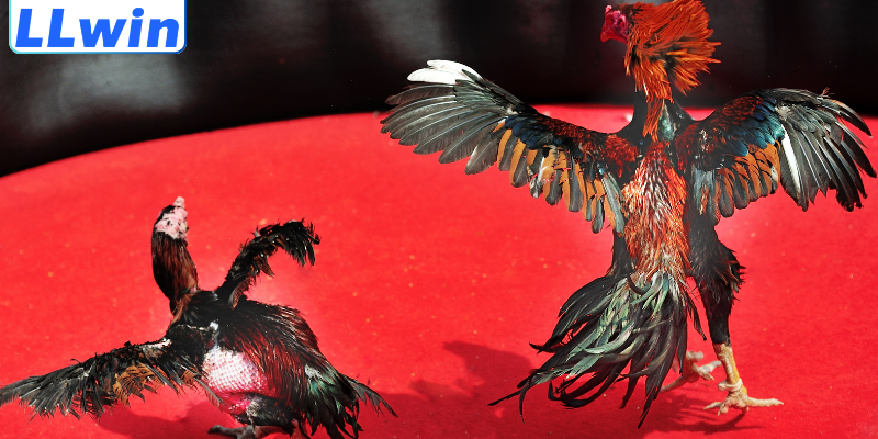 Tỷ lệ Cược Đá Gà Trực Tuyến – Cập Nhật Chuẩn Xác, Dễ Hiểu 4 Bật mí bí kíp phân tích tỷ lệ trên nền tảng LLwin